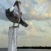 pelican_brown_can_v_0183_mex0193.jpg